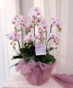 Chậu Lan Hồ Điệp Sayonara