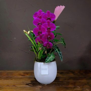 Shining Pearl Orchid