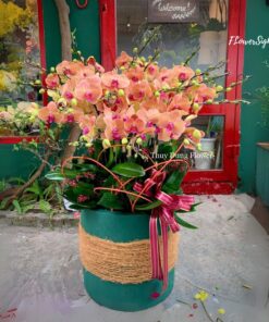 Chậu Lan Hồ Điệp Sinh Nhật Big Step