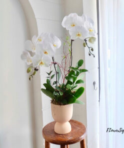 Chậu Lan Hồ Điệp Sinh Nhật Gentle Love