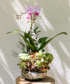 Chậu lan Hồ Điệp Sinh Nhật Lan Tịnh Thái