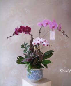 Chậu Lan Hồ Điệp Sinh Nhật Lạnh