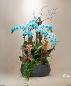 Chậu Lan Hồ Điệp Sinh Nhật Thanh Hương Bích