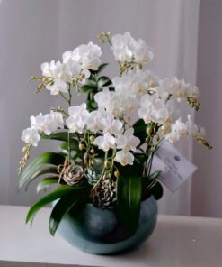 Chậu Lan Hồ Điệp Lan Summer Glory