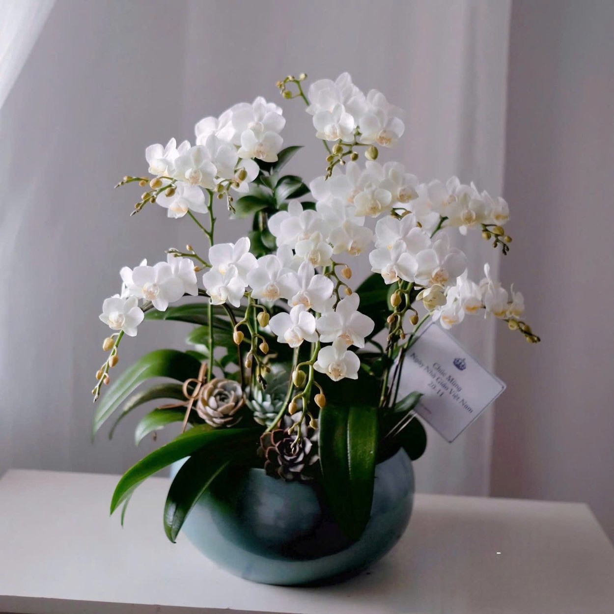 Chậu Lan Hồ Điệp Lan Summer Glory