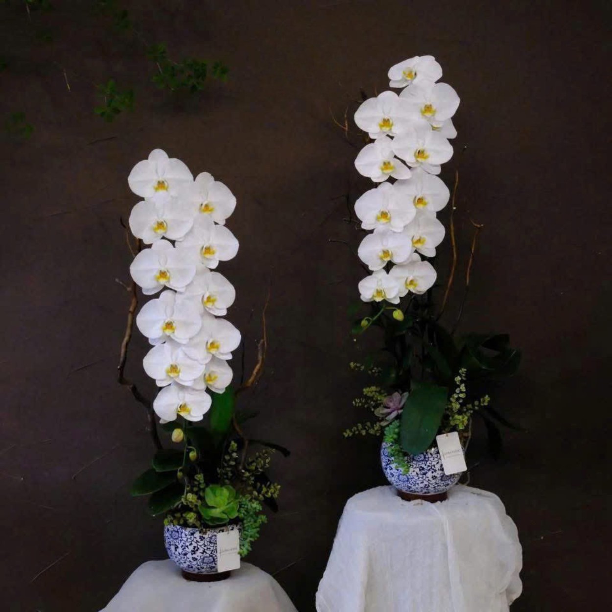 Chậu Lan Hồ Điệp Sunset Gold Orchid