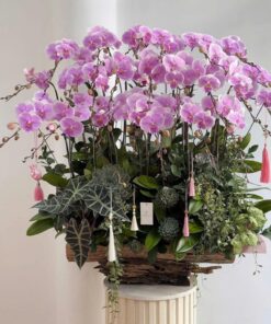 Chậu Lan Hồ Điệp Tài Cát