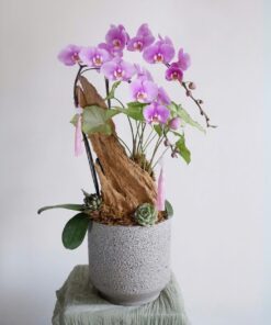 Chậu Lan Hồ Điệp Tâm Lan Mộng