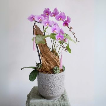 Tâm Lan Mộng