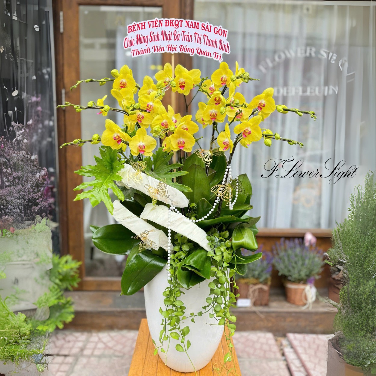 Chậu Lan Hồ Điệp Tân Gia Cosy