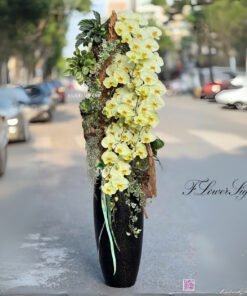 Chậu Lan Hồ Điệp Tân Gia Nắng yêu thương