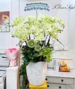 Chậu Lan Hồ Điệp Tân Gia Tất thắng