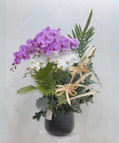 Chậu Lan Hồ Điệp Thành Công viên Mãn