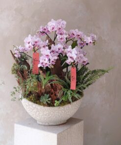 Chậu Lan Hồ Điệp Thành danh rực rỡ