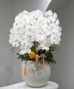 Chậu Lan Hồ Điệp Thất Nhật