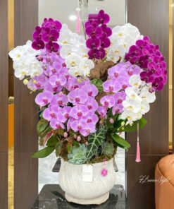 Chậu Lan Hồ Điệp The Avenger