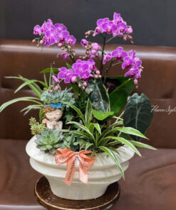 Chậu Lan Hồ Điệp Thiên sứ tình yêu