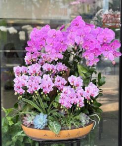 Chậu Lan Hồ Điệp Thiên Thần