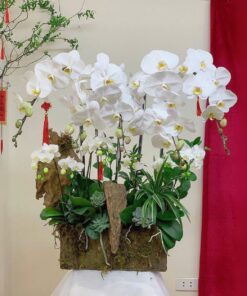 Chậu Lan Hồ Điệp Thiên Thanh