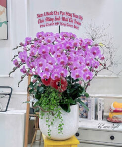 Chậu Lan Hồ Điệp Tím 38 độ Flower