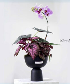 Chậu Lan Hồ Điệp Tím Ánh Dương