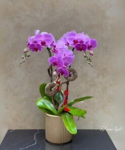 Chậu Lan Hồ Điệp Tím Ánh mặt trời