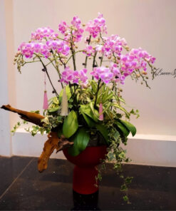 Chậu Lan Hồ Điệp Tím Bạch lan hương