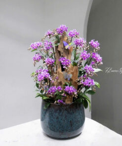 Chậu Lan Hồ Điệp Tím Bích Lan Tĩnh