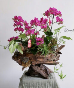 Chậu Lan Hồ Điệp Tím Bích Ngọc