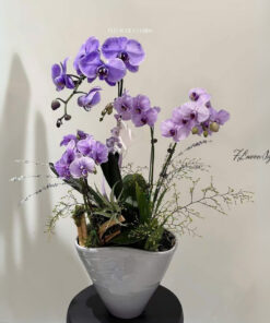 Chậu Lan Hồ Điệp Tím Big Love
