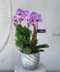 Chậu Lan Hồ ĐiệpTím Cực đáng yêu