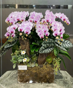 Chậu Lan Hồ Điệp Tím Điều bất ngờ