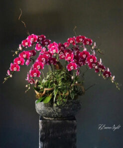 Chậu Lan Hồ Điệp Tím Hừng đông