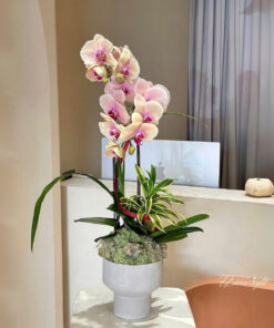 Chậu Lan Hồ Điệp Tím Hương Liên Tươi