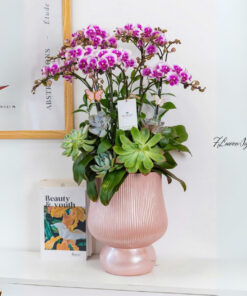 Chậu Lan Hồ Điệp Tím Khai trương phú Quý