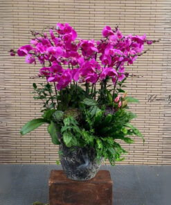 Chậu Lan Hồ Điệp Tím Love lighting