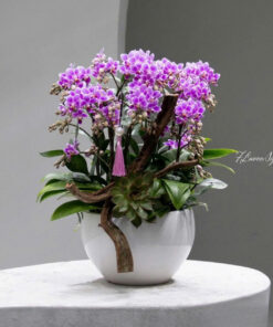 Chậu Lan Hồ Điệp Tím Nhất Tâm