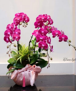 Chậu Lan Hồ Điệp Tím Rạng đông