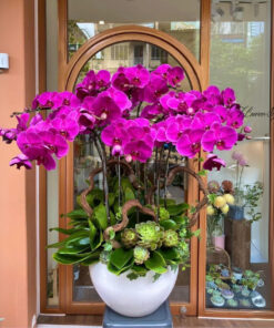 Chậu Lan Hồ Điệp Tím Sung túc