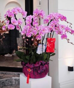 Chậu Lan Hồ Điệp Tinh Hoa