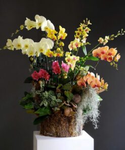 Chậu Lan Hồ Điệp Tơ Duyên