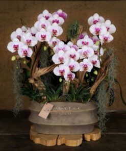 Chậu Lan Hồ Điệp Tỏa Sáng