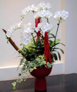 Chậu Lan Hồ Điệp Trăng Đêm Tĩnh