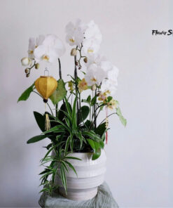 Chậu Lan Hồ Điệp Trắng Hương Mai