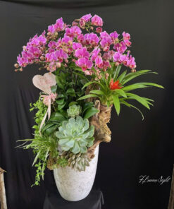 Chậu Lan Hồ Điệp Tươi sáng