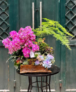 Chậu Lan Hồ Điệp Tươi Thắm