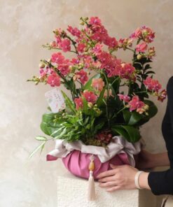 Chậu Lan Hồ Điệp Vân Cẩm Quỳnh