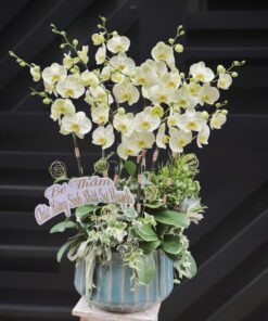 Chậu Lan Hồ Điệp Vạn Niềm Tin