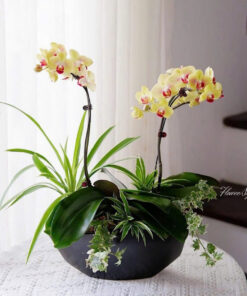 Chậu Lan Hồ Điệp Vạn Sự Hanh Thông