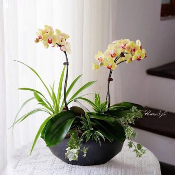 Vạn Sự Hanh Thông